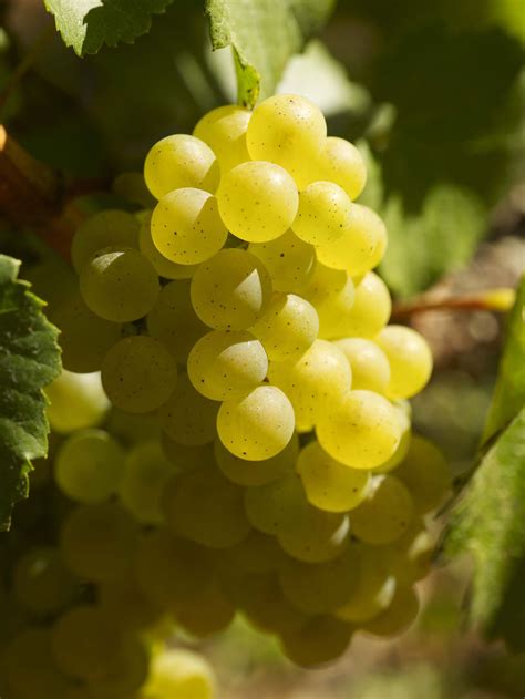 Classic Grape Chardonnay Wine Education Service