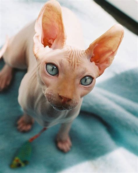 Sphynx Chat