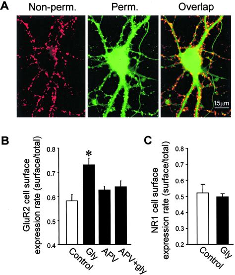 Activation Of Synaptic NMDA Receptors Induces Membrane Insertion Of New AMPA Receptors And LTP
