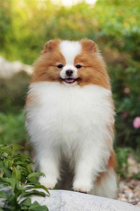 See more of french and english bulldog puppies for sale on facebook. Leroy | Purebred, healthy Pomeranian puppy for sale ...