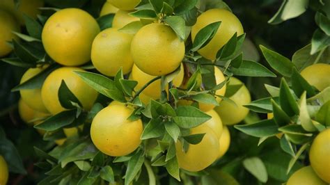 Five Great Fruit Trees For Southern California Yards Evergreen