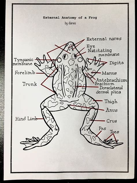 Frog External Anatomy Sacral Hump
