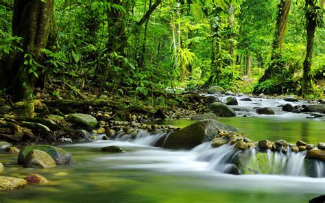 Tropical Rain Forest Mountain Stream Rocks Water Trees Nature Greenery