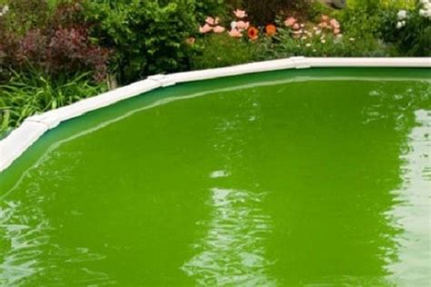 10 Simple Steps On How To Clean A Green Above Ground Pool Quickly