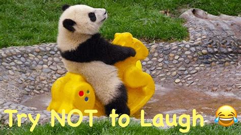 Try Not To Laugh With Funniest Pandas 😂😂😂haha Pets 2020 Youtube