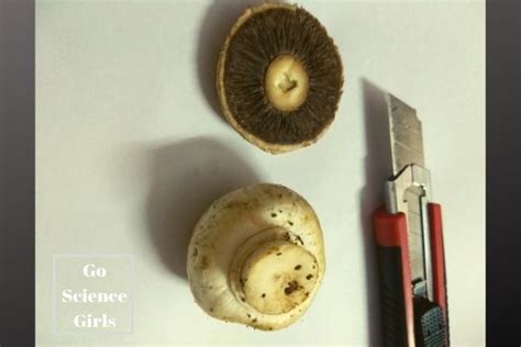 Spore Printing With Mushroom Botany Lesson With Fungi Go Science