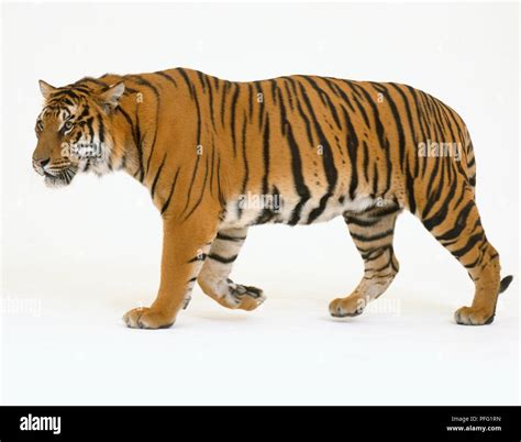 Bengal Tiger Panthera Tigris Tigris Walking Side View Stock Photo