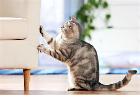 So, vinegar is also your life savior because cats abhor its scent. Effective Ways to Pet Proof Your Home