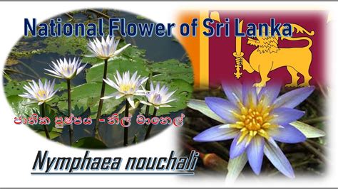 National Flower Of Sri Lanka Blue Water Lily Youtube