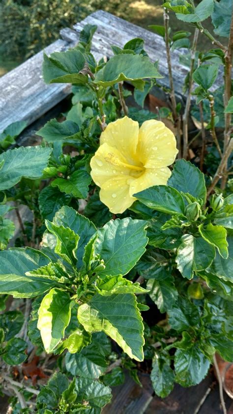 Hibiscus, a nyctinastic plant, has a circadian cycle in which they open their leaflets during the day, and close them at night. Yellow Hibiscus Tree flower | Vegetable garden diy ...