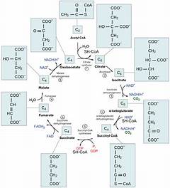 Krebs Cycle Steps