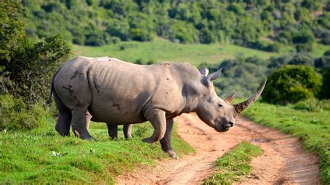 Animal Rhino 4k Ultra Hd Wallpaper