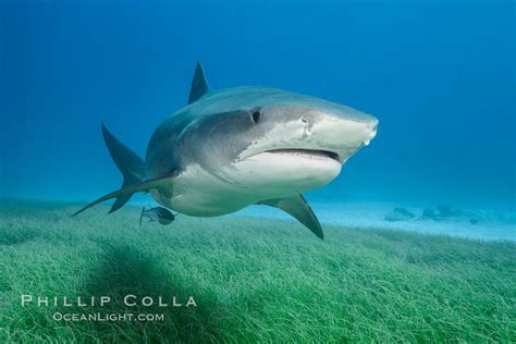 New Tiger Shark Photographs Galeocerdo Cuvier Bahamas Natural