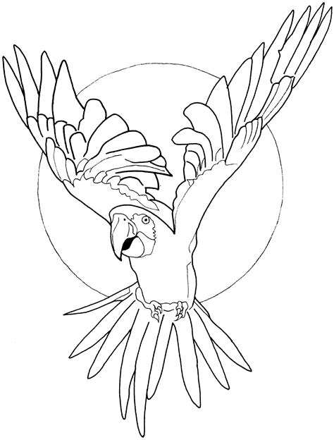 Parrot Line Drawing At Getdrawings Free Download
