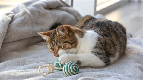 Entwickelt die katze besondere vorlieben für eine bestimmte stelle, machen sie diese unzugänglich. Die Katze pinkelt ins Bett - katzenwelt.net