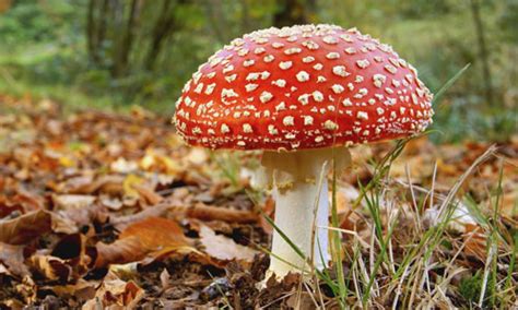 We did not find results for: Funghi velenosi - Lugano Care