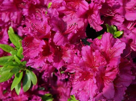 Maybe you would like to learn more about one of these? Flowers St. Louis MO | Annuals, Perennials | St Charles