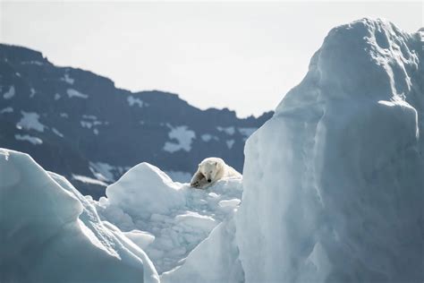 Environmental Scientists Use Technology To Track Polar Bears Polar Bears