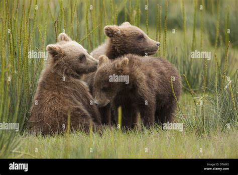 Brown Bear Cubs Lake Clark National Park Alaska Usa Stock Photo Alamy