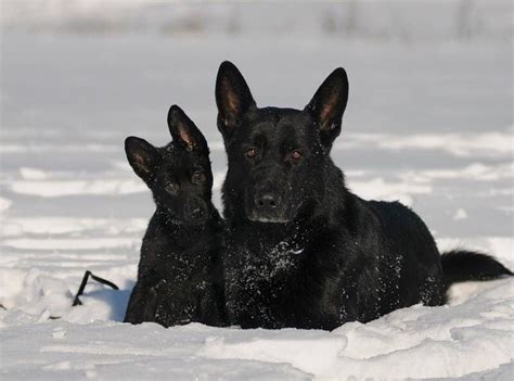 German Shepherds In The Snow Black German Shepherd Dog German