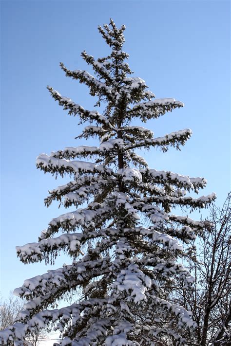 Snow On Branches Of Pine Tree Picture Free Photograph Photos Public