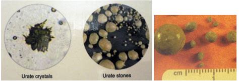 We did not find results for: Penanganan Kasus Urolithiasis (Batu Ginjal) pada Anjing ...
