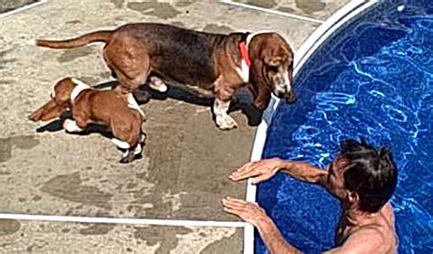 Can Basset Hounds Swim Basset Hound Enthusiast