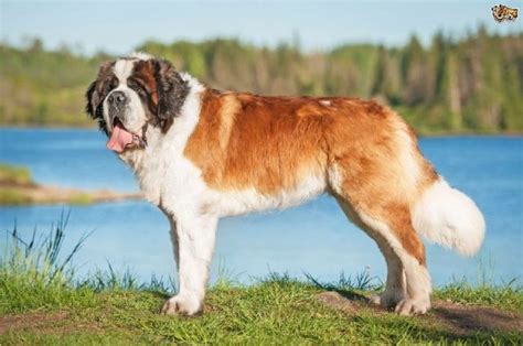 Jenis Anjing Besar Plus Penjelasan Dan Gambarnya Nama Nama Hewan
