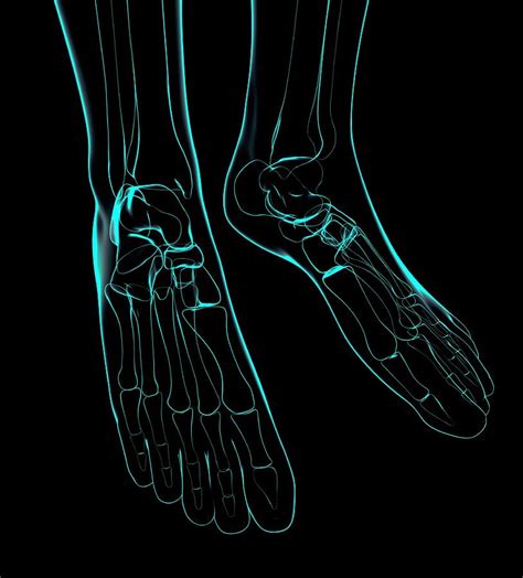 Human Foot Bones 27 Photograph By Pixologicstudioscience Photo