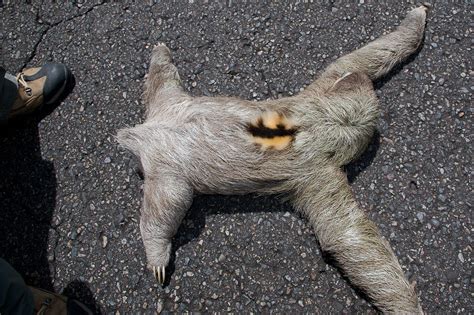 Three Toed Sloth Crossing Road To Fort Sherman Jeffrey Gordon Flickr