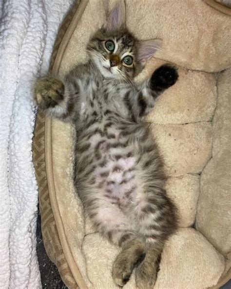 These Big Round Kitten Bellies Come Courtesy Of Fostering Magic