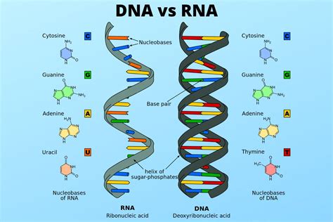 DNA Vs RNA Similarities And Differences