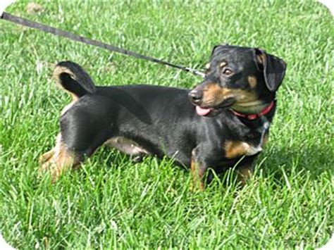 Nov 20, 2017 · whilst they have a long history in britain, jack russell terriers only didn't gain much of a following in the us until the 1970s, and they're still waiting for recognition from the american breed registries. Winston | Adopted Dog | Indianapolis, IN | Dachshund/Jack ...