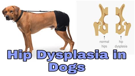 Hip Dysplasia In Dogs Happypet Youtube