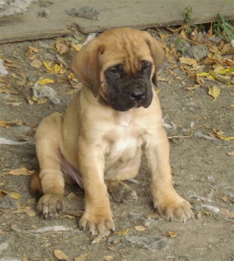 Lovely English Mastiff Puppy Photo And Wallpaper Beautiful Lovely