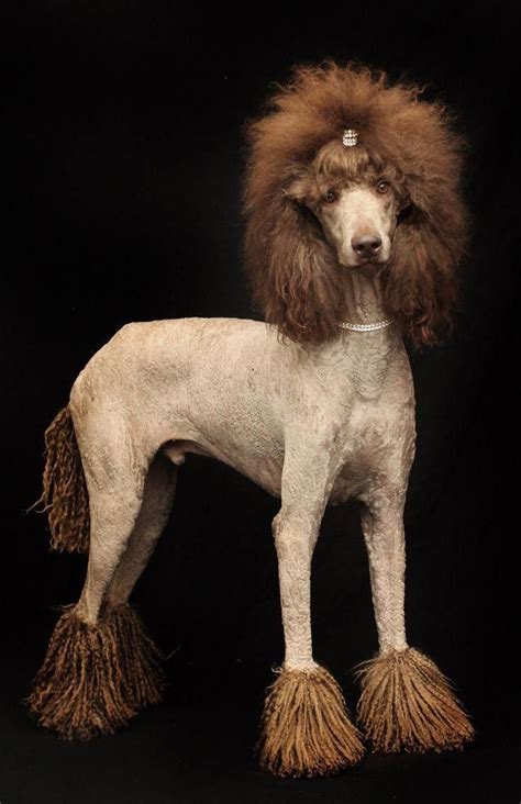 Learn Additional Information On Poodles Browse Through Our Site