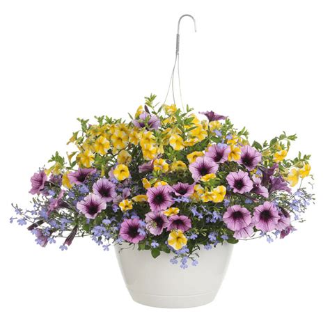 Get Proven Winners Bahama Beach Combination Hanging Basket In Mi At