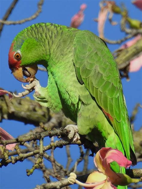 Green Parrot With Red Head 363 Red Headed Parrot Photos Free Royalty