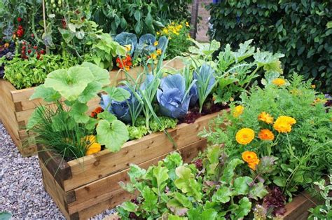 The Best Raised Garden Beds For Vegetables And Plants