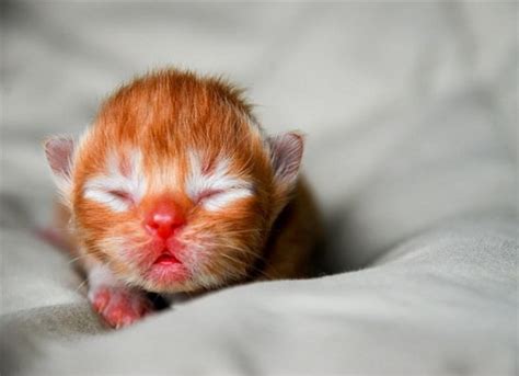 Black kittens in a dream are sometimes considered a good sign. From Newborn to Young Kitten - Love Meow