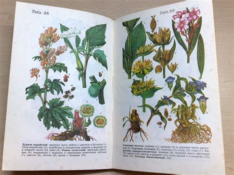 Botanical Print Vintage Book Botanical Book Medicinal Plants Etsy In