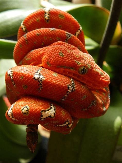 Corallus Caninus Red Form Emerald Tree Boa Rain Forests Of South