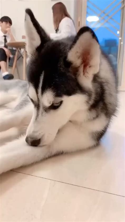 Very Cute And Adorable Husky Eyes Subscribe Cute