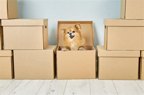 Happy Red Dog Is Ready To Move In A Cardboard Box Stock Photo Image