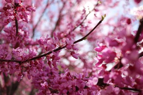 Cherry Blossom Details Smithsonian Photo Contest Smithsonian Magazine