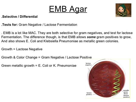 The concern is that the epa registration process does not adequately address the variety of wild strains that might be present in a manufacturing plant, nor does it address. EMB media microbiology - Google Search | Microbiology ...