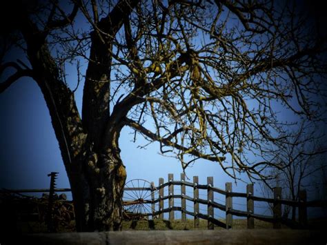 Tree Fence Photograph By Michael L Kimble Fine Art America