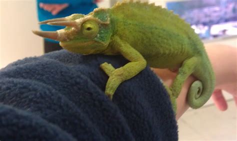 Sci Tidbits: Science for everyday life: Charmin' Chameleons