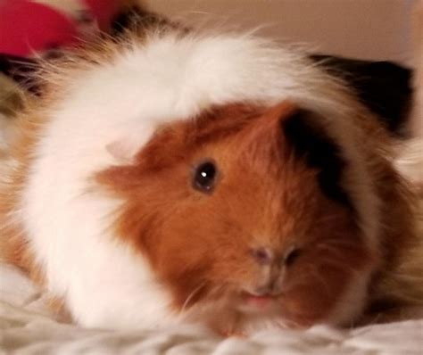Ruffy The Biggest Guinea Pig Ive Ever Had 4 Not Overweight Just