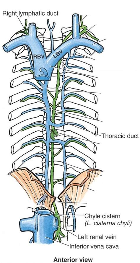 The major duct of the lymphatic system, beginning below the diaphragm and ascending in. AN2 05: Mediastinum at University of Montreal - StudyBlue